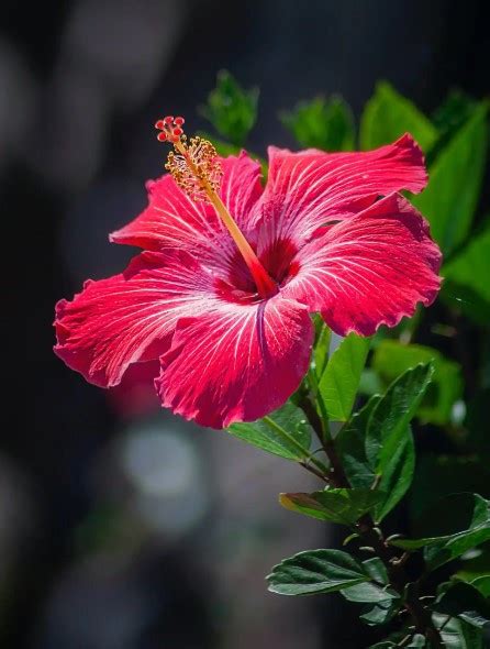 木槿花花語|木槿的花语和传说